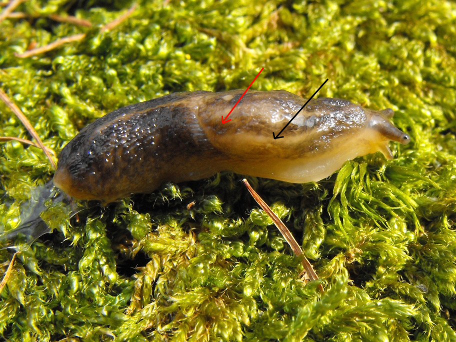 Lehmannia rupicola (Lessona & Pollonera 1882)